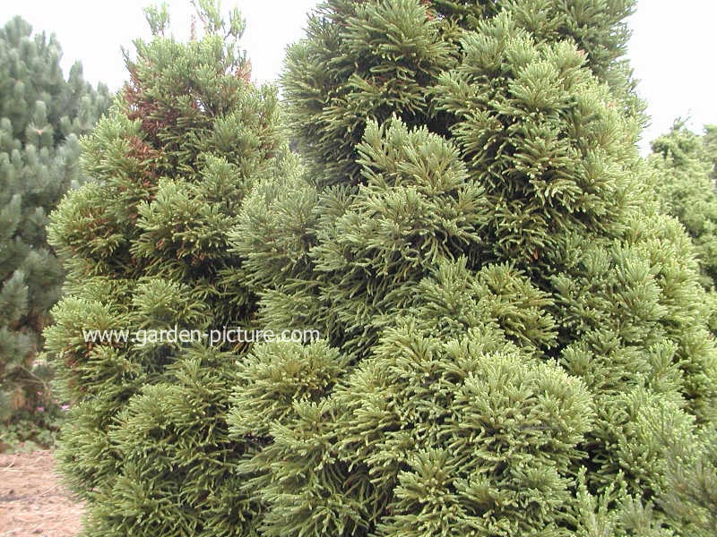 Cryptomeria japonica 'Winter Bronze'