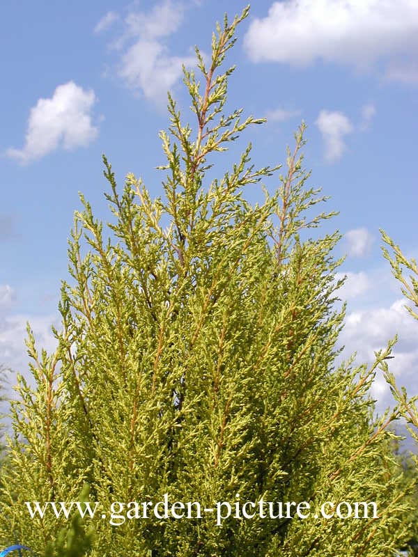 Cupressus macrocarpa 'Goldcrest'