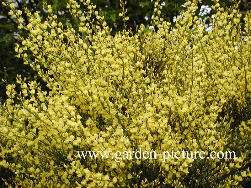 Cytisus praecox