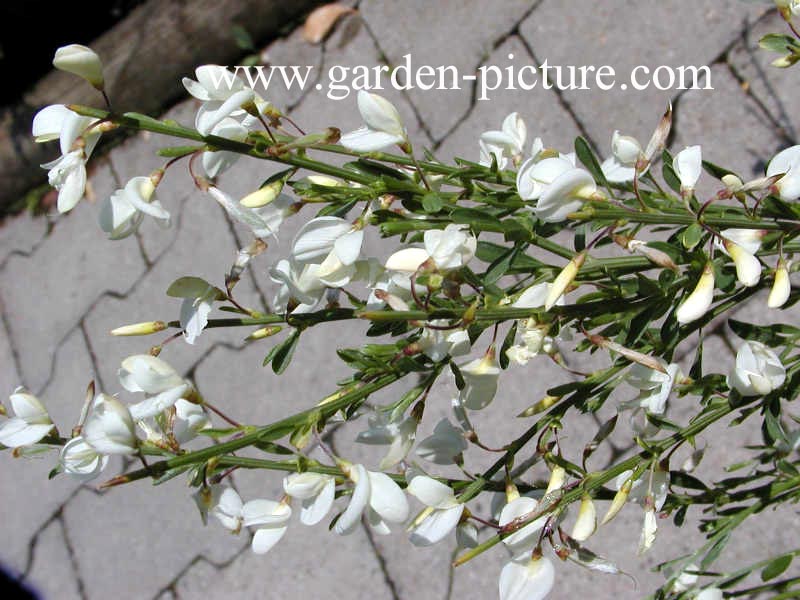 Cytisus praecox 'Albus'