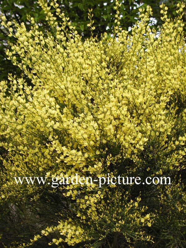 Cytisus praecox