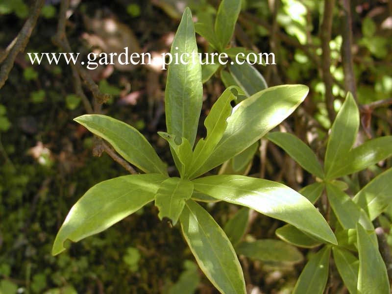 Daphne odora 'Aureomarginata'