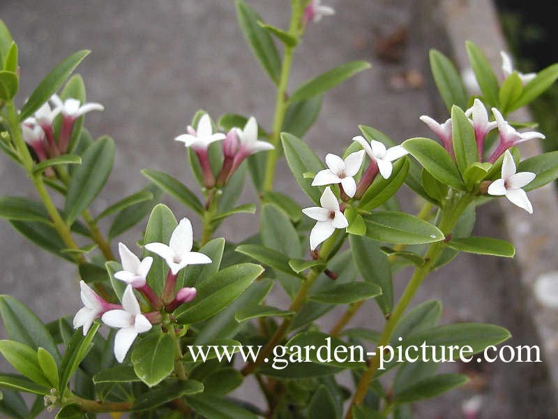 Daphne tangutica