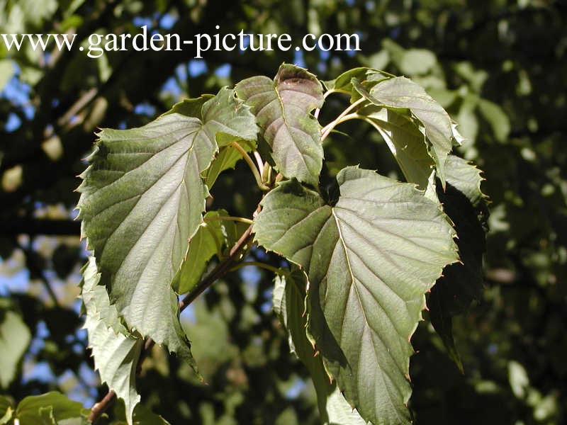 Davidia involucrata