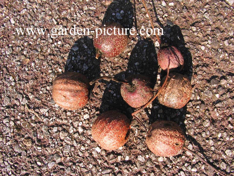 Davidia involucrata