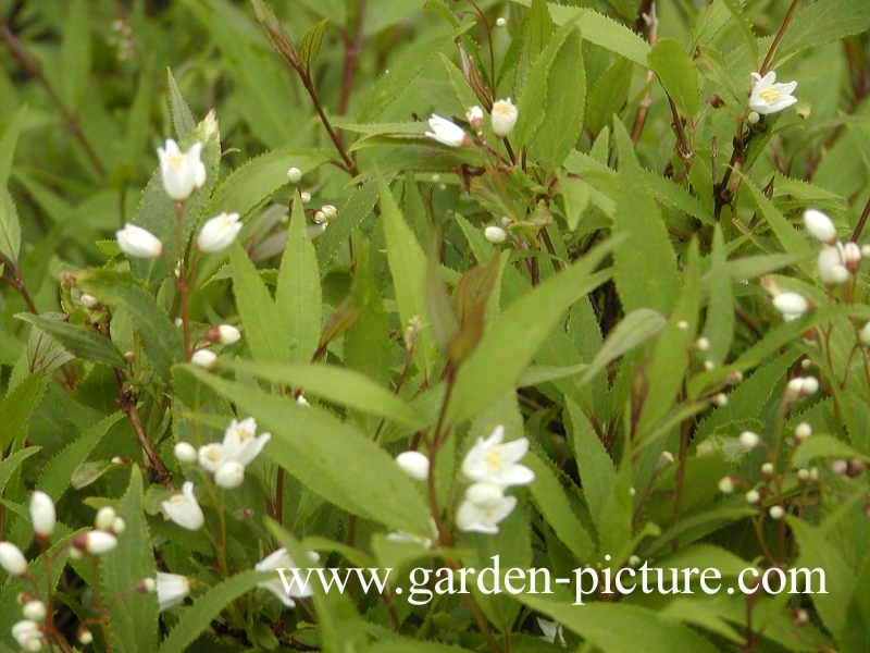 Deutzia gracilis 'Nikko'