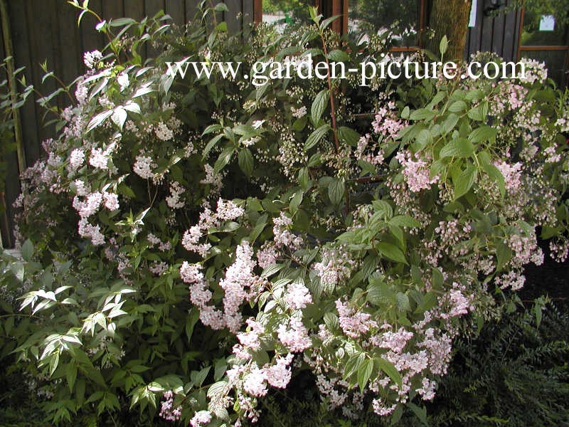 Deutzia purpurascens 'Kalmiiflora'