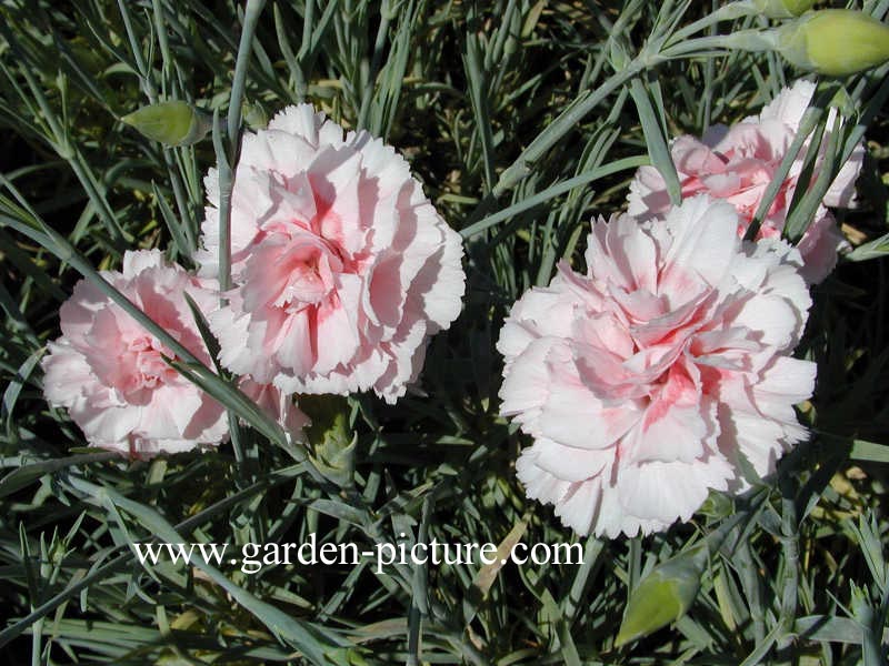 Dianthus 'Doris'