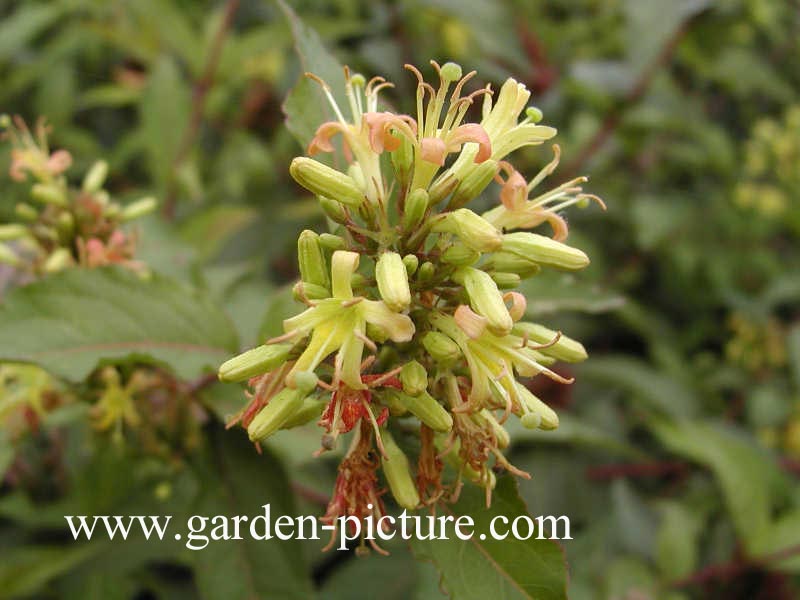 Diervilla sessilifolia 'Butterfly'