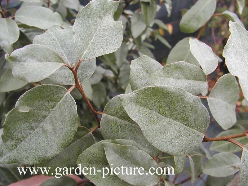 Elaeagnus ebbingei