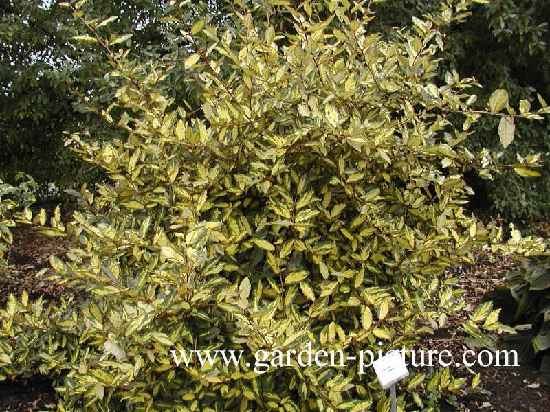 Elaeagnus pungens 'Maculata'