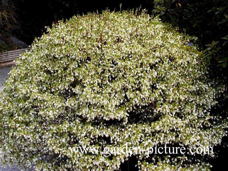 Enkianthus campanulatus