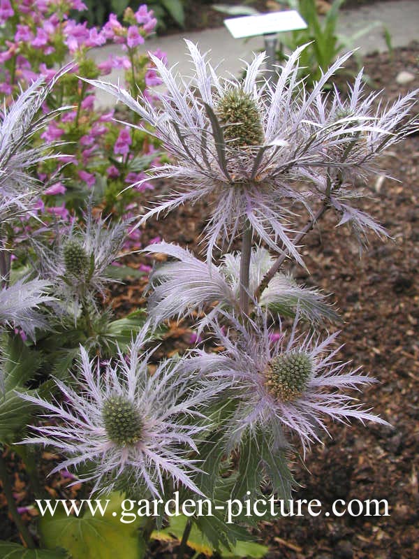 Eryngium alpinum