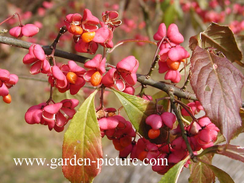 Euonymus europaeus