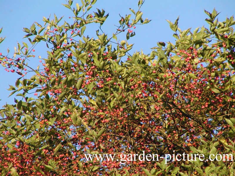 Euonymus europaeus