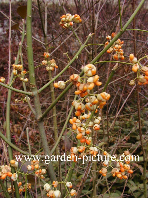 Euonymus europaeus