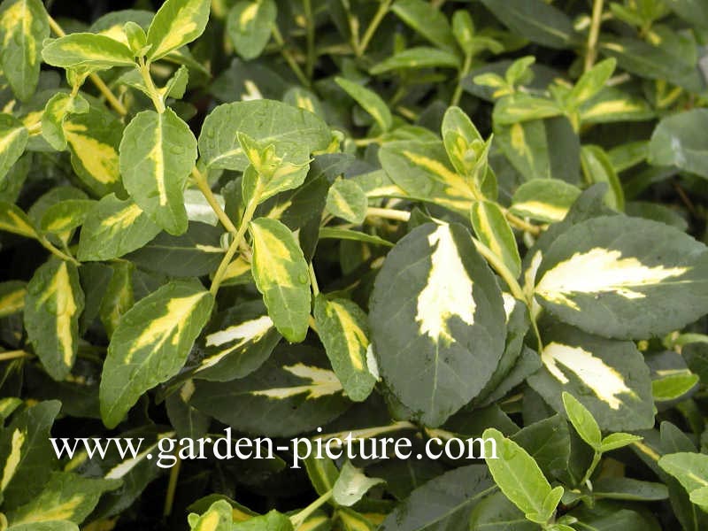 Euonymus fortunei 'Interbolwi' (BLONDY)