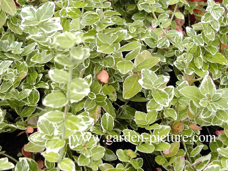 Euonymus fortunei 'Emerald Gaiety'