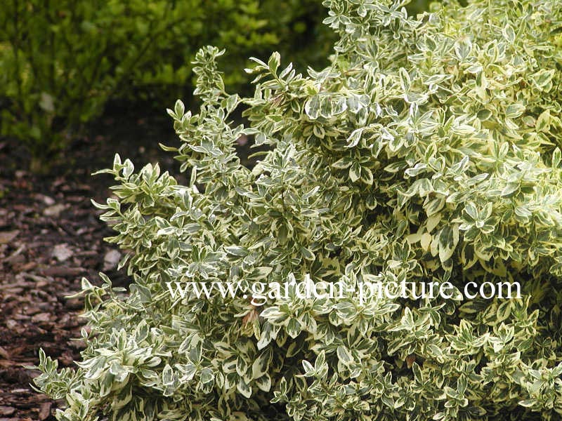 Euonymus fortunei 'Variegatus'