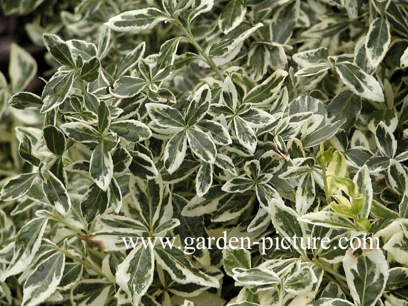 Euonymus fortunei 'Variegatus'