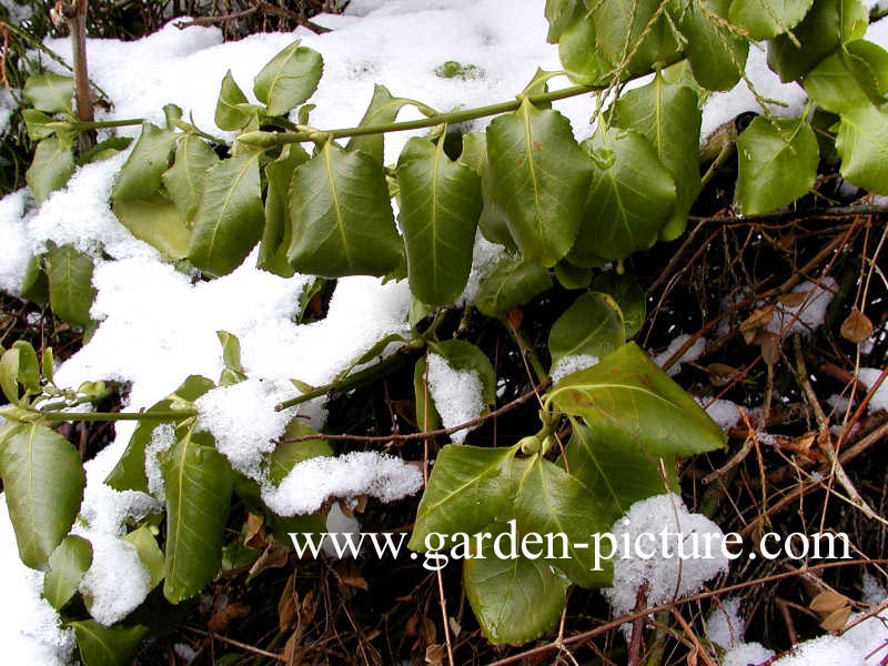 Euonymus fortunei 'Vegetus'