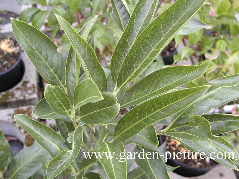 Euonymus hamiltonianus 'Den Haag'