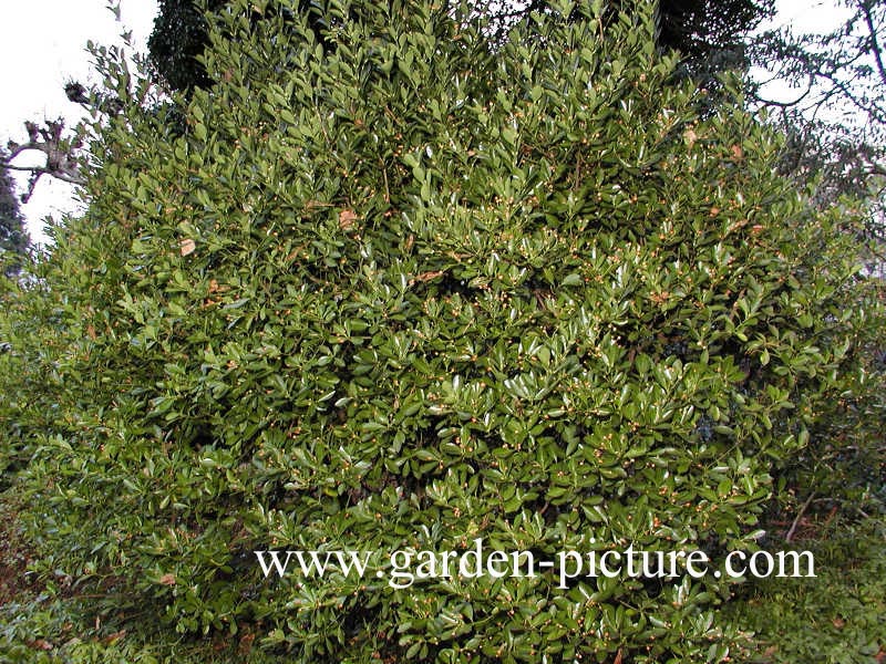 Euonymus japonicus