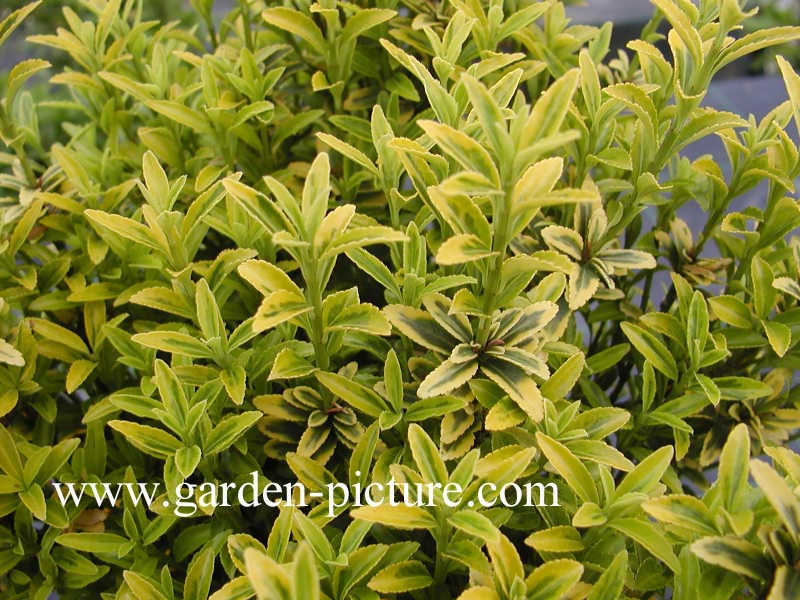 Euonymus japonicus 'Aureomarginatus'