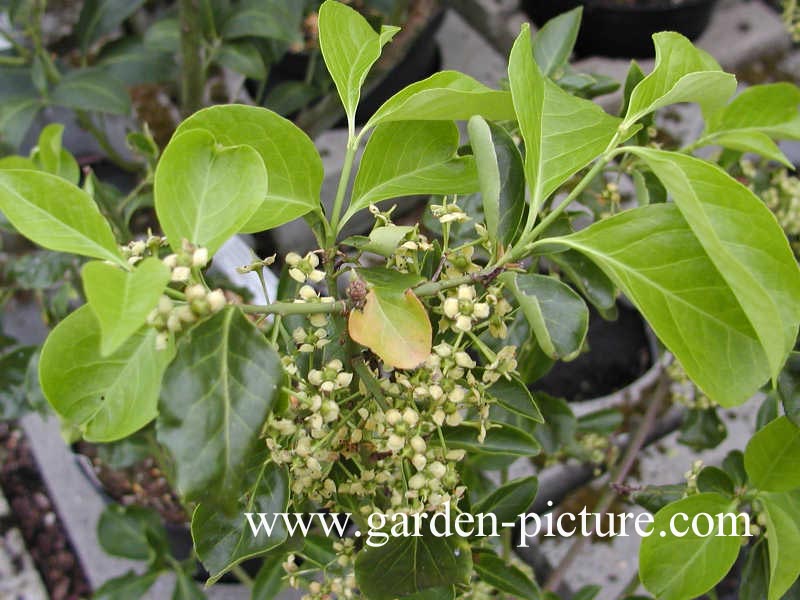 Euonymus kiautschovicus 'Manhattan'