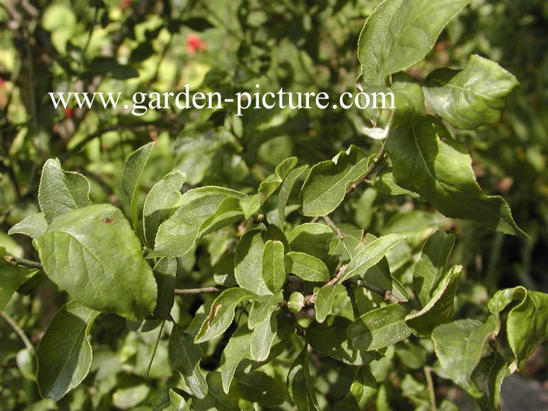 Euonymus verrucosus