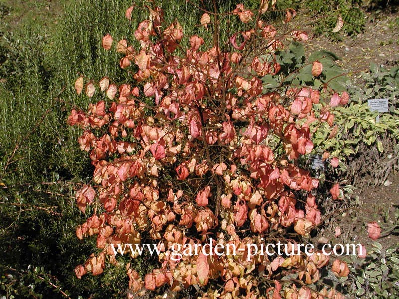 Euonymus verrucosus