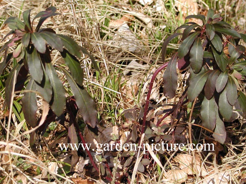 Euonymus verrucosus