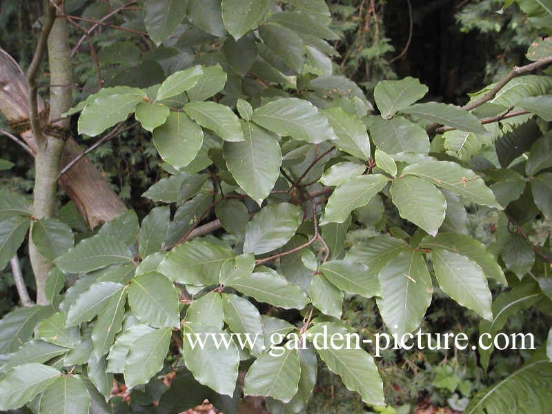 Fagus grandifolia