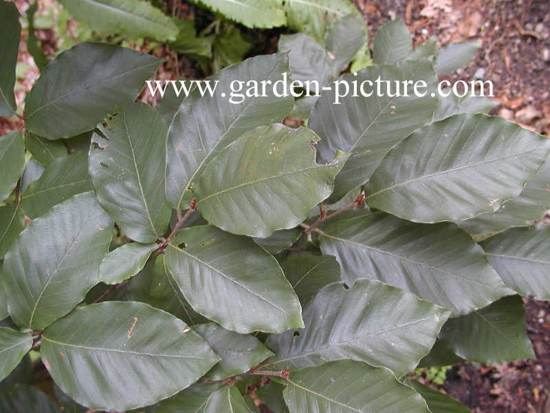 Fagus grandifolia