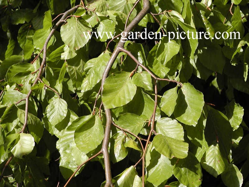 Fagus sylvatica 'Aurea Pendula'