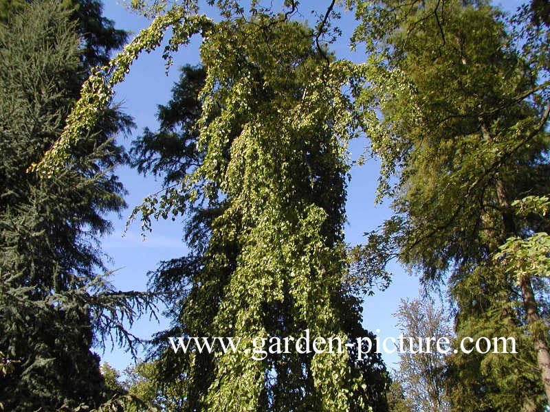 Fagus sylvatica 'Aurea Pendula'