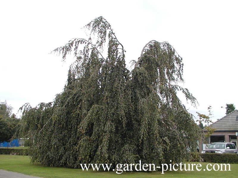 Fagus sylvatica 'Black Swan'