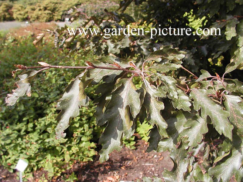 Fagus sylvatica 'Rohanii'