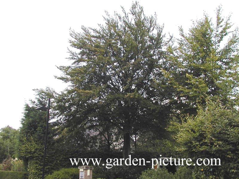 Fagus sylvatica 'Rotundifolia'