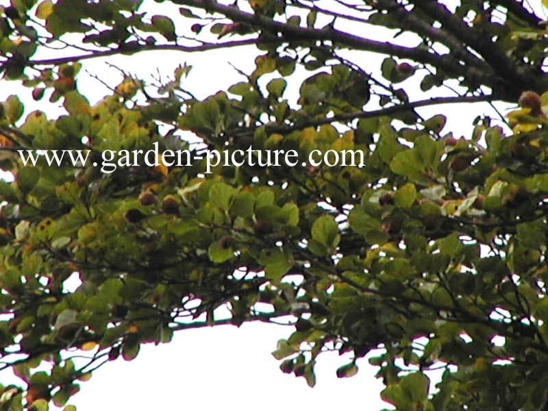 Fagus sylvatica 'Rotundifolia'