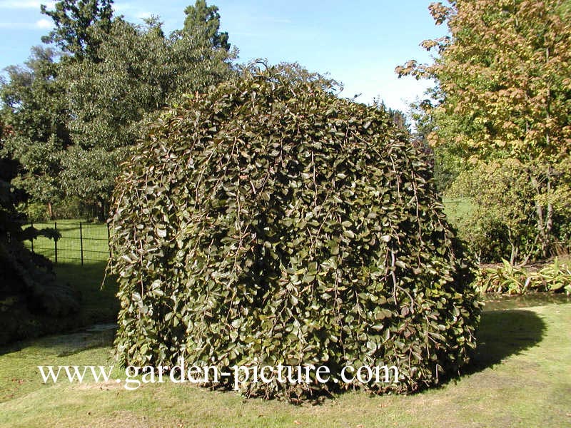 Fagus sylvatica 'Tortuosa'