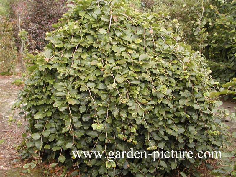 Fagus sylvatica 'Tortuosa'