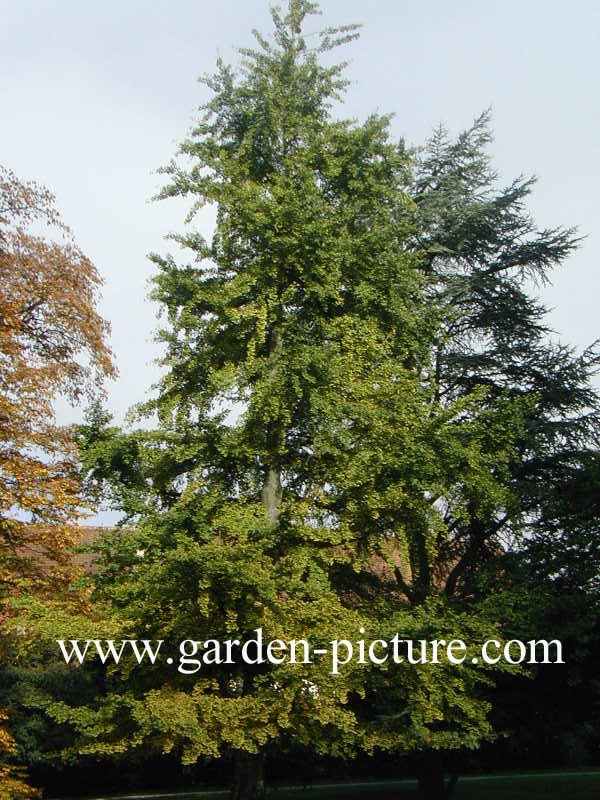 Fagus sylvatica