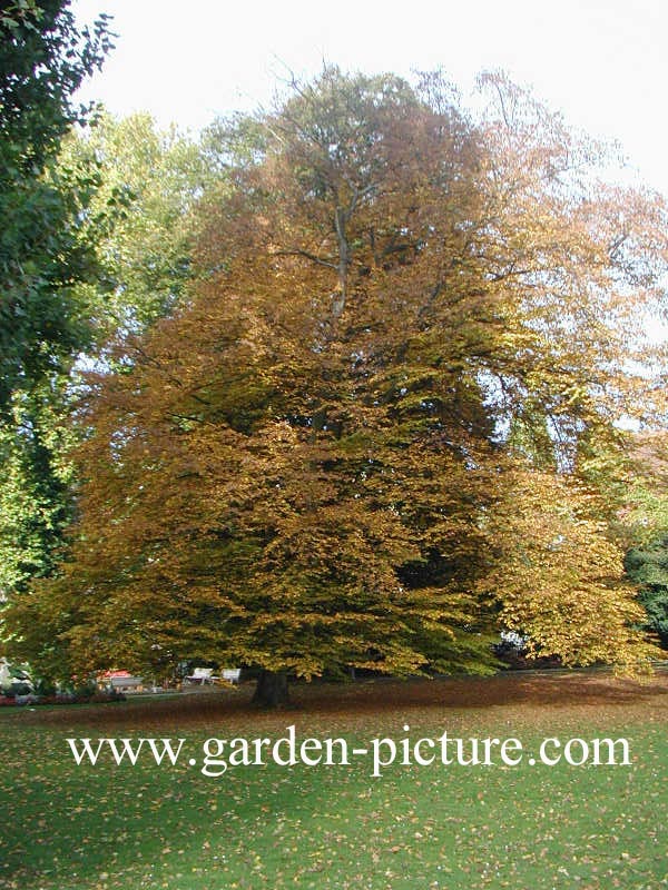 Fagus sylvatica