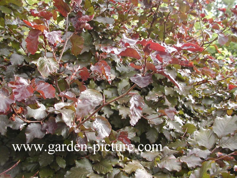 Fagus sylvatica 'Tortuosa Purpurea'