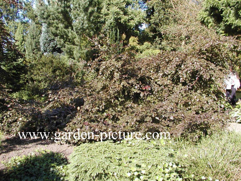 Fagus sylvatica 'Tortuosa Purpurea'