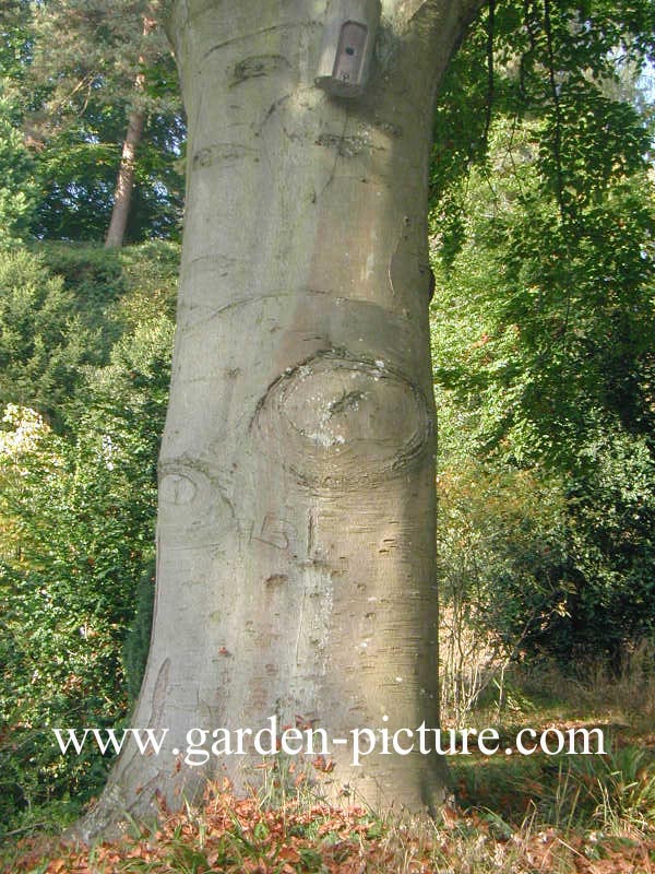 Fagus sylvatica