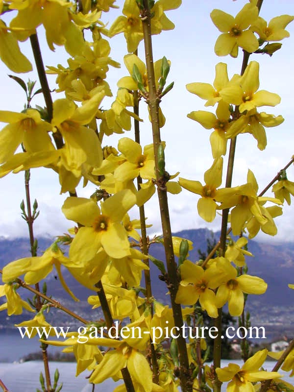 Forsythia intermedia 'Courtalyn' (WEEKEND)