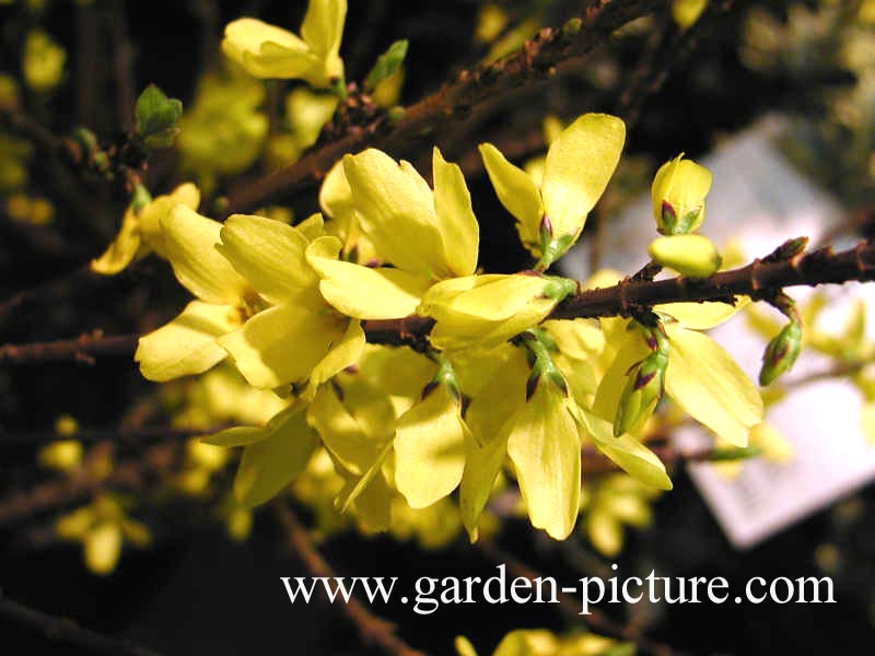 Forsythia intermedia 'Courtalyn' (WEEKEND)