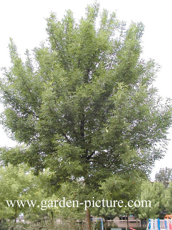 Fraxinus americana